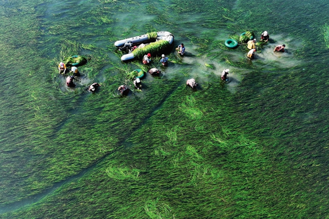 曹妃甸：多措并举复育海底草原