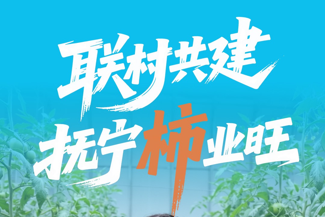 联村共建 抚宁“柿”业旺