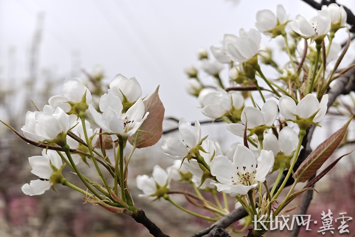 唐山滦南：春风满城花似锦 公园盛景醉游人