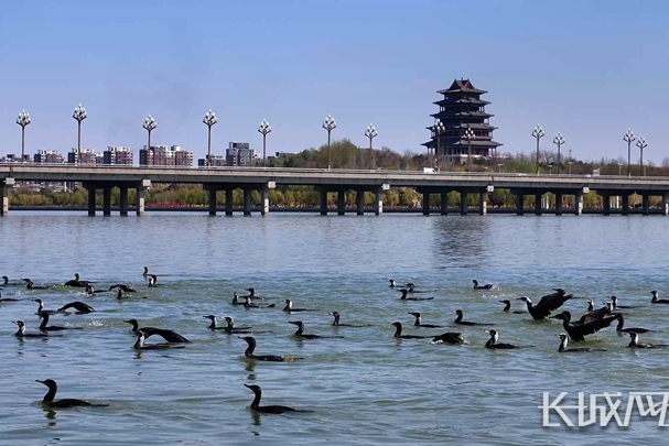 唐山迁安：鸬鹚翔集舞春光