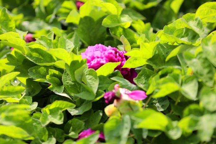 姚黄魏紫初绽蕊 满园春色惹人醉 衡水中华公园牡丹花开了