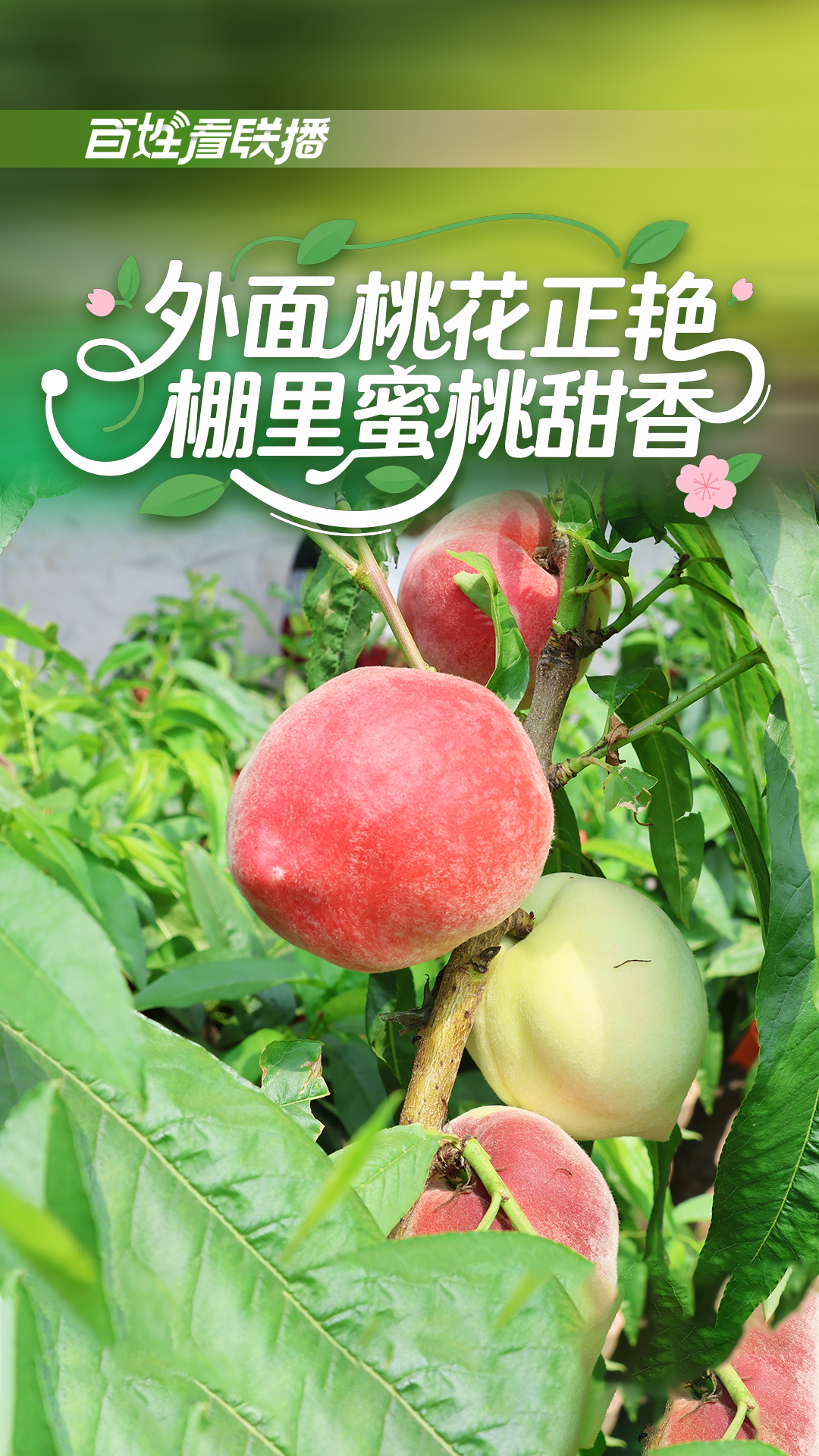 百姓看联播丨外面桃花正艳 棚里蜜桃甜香