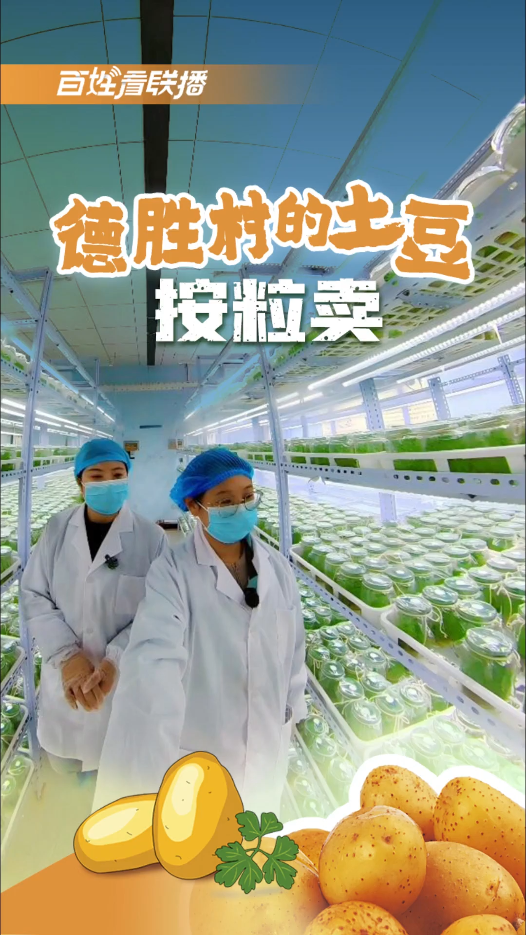 百姓看联播丨德胜村的土豆按粒卖