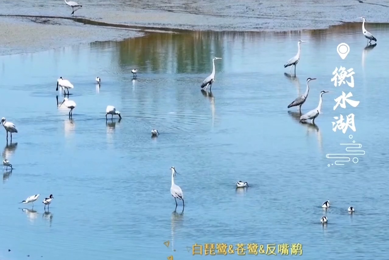 衡水湖碧水润生灵，春来候鸟归