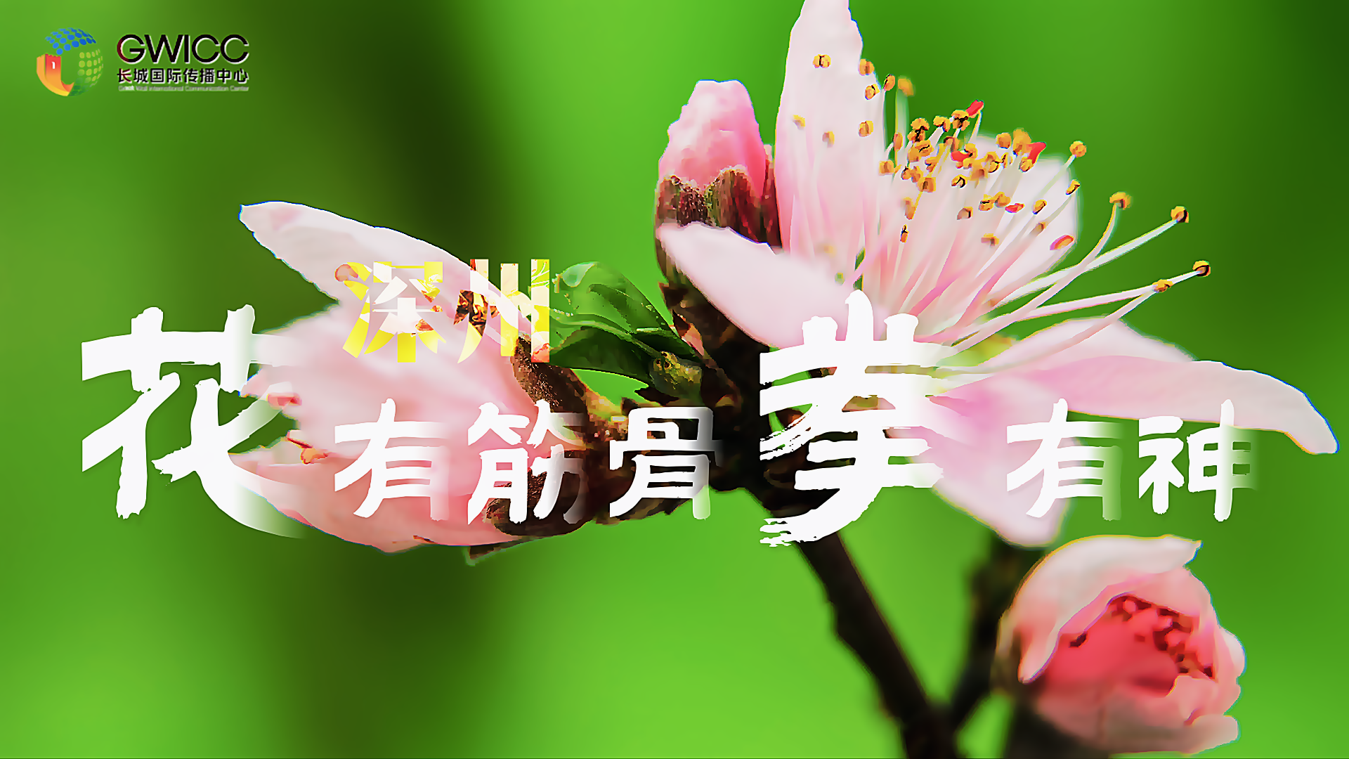 花开共见九“州”同 | 深州：花有筋骨拳有神