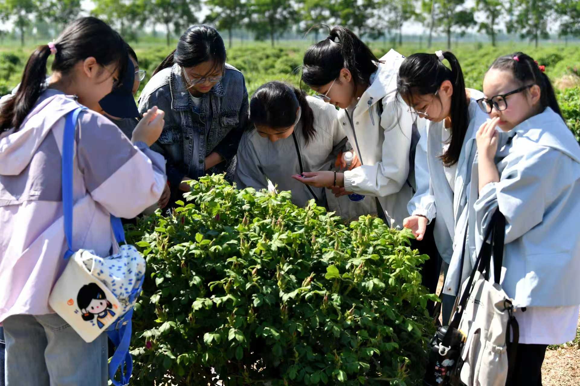 阜城：“相约玫好 奔阜而来” 田野研学启幕