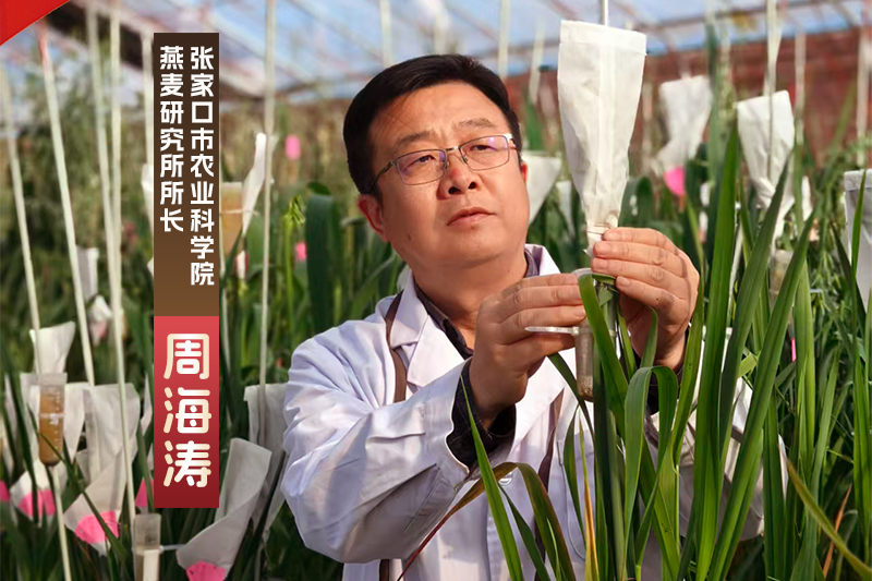 感恩奋进 双争有我丨从3%到65%，周海涛为燕麦育种装上“加速器”