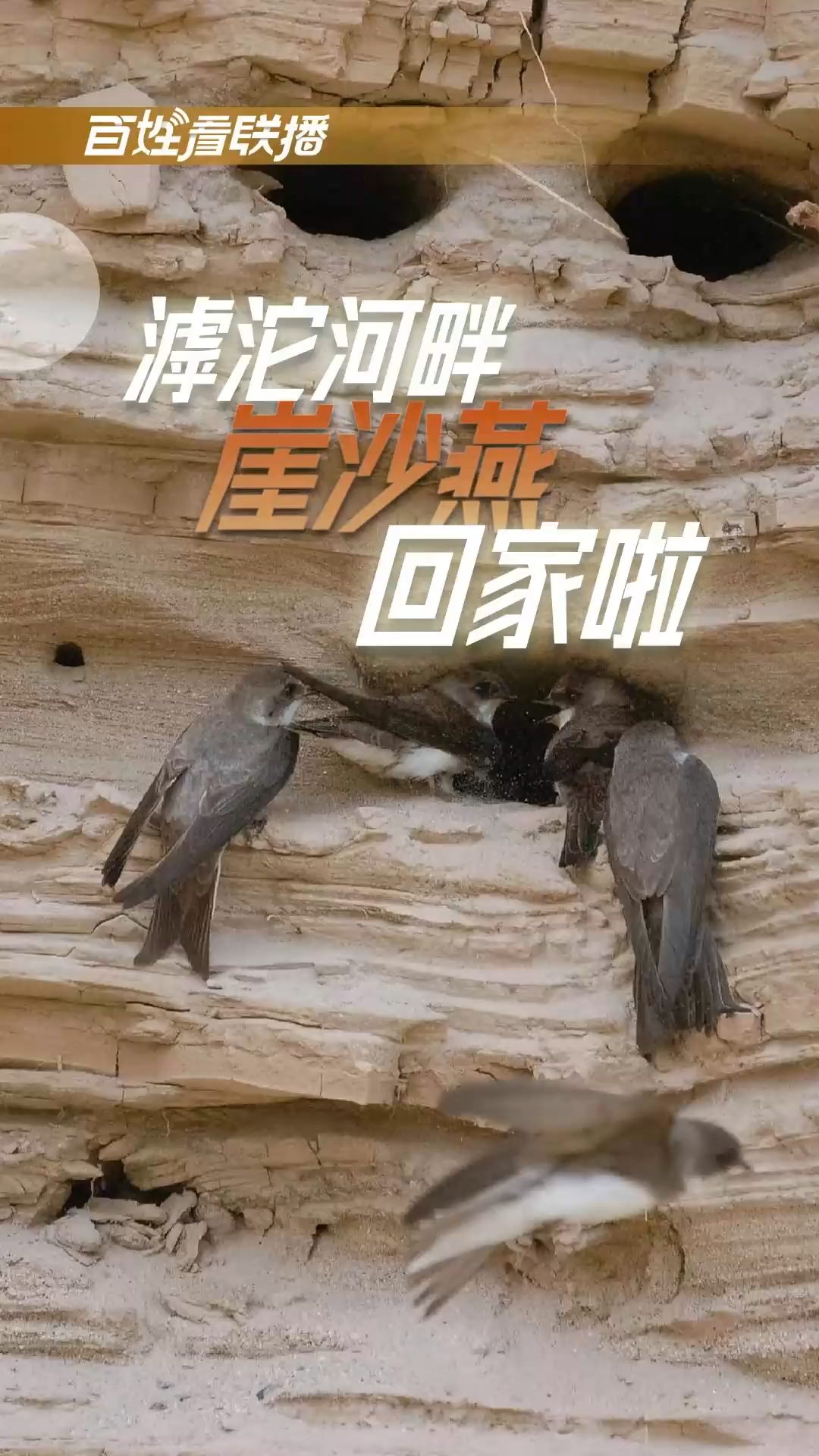 百姓看联播丨滹沱河畔，崖沙燕回家啦