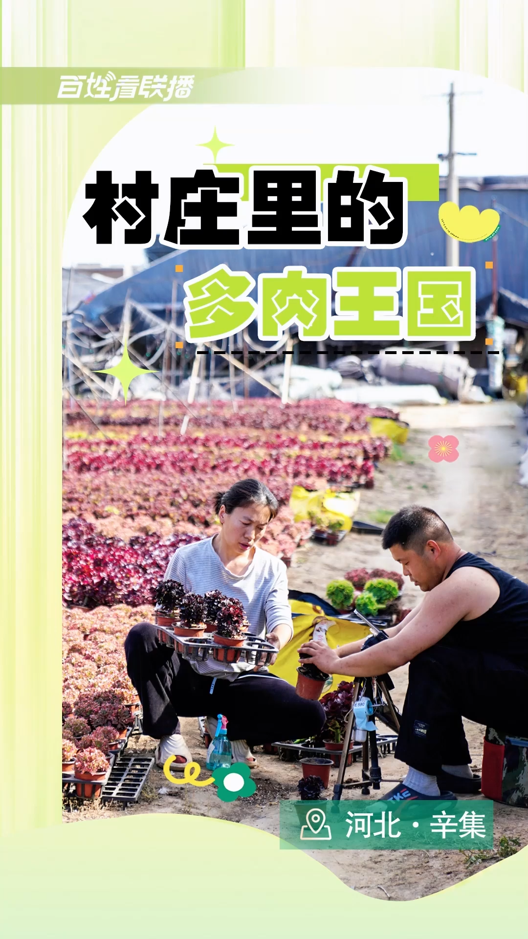百姓看联播 | 村庄里的“多肉王国”