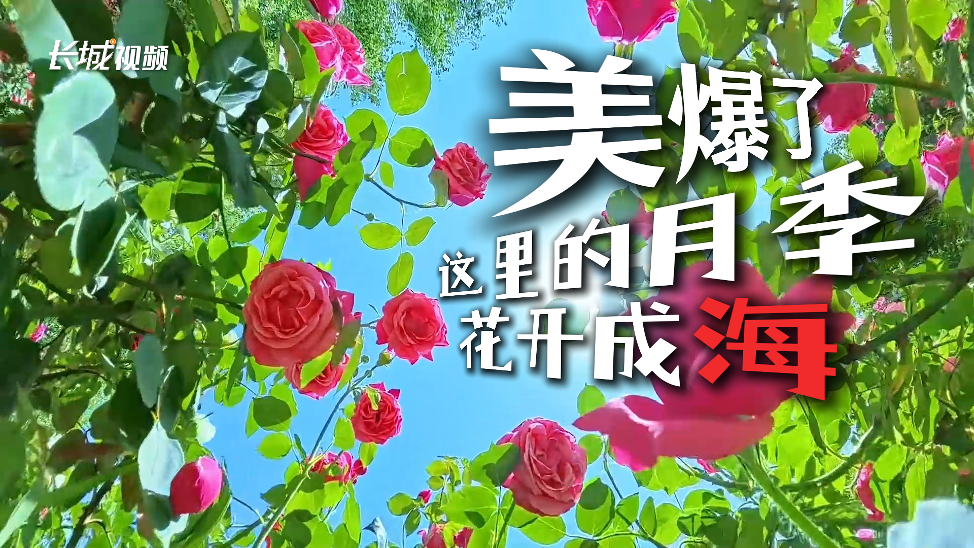 微视频丨美爆了！这里的月季花开成“海”