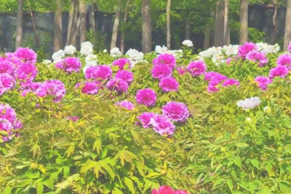 大运河畔绽芳华 阜城牡丹引客来