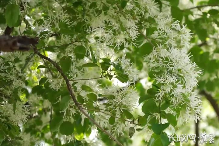 唐山迁安：流苏缀长城 古木溢清芳