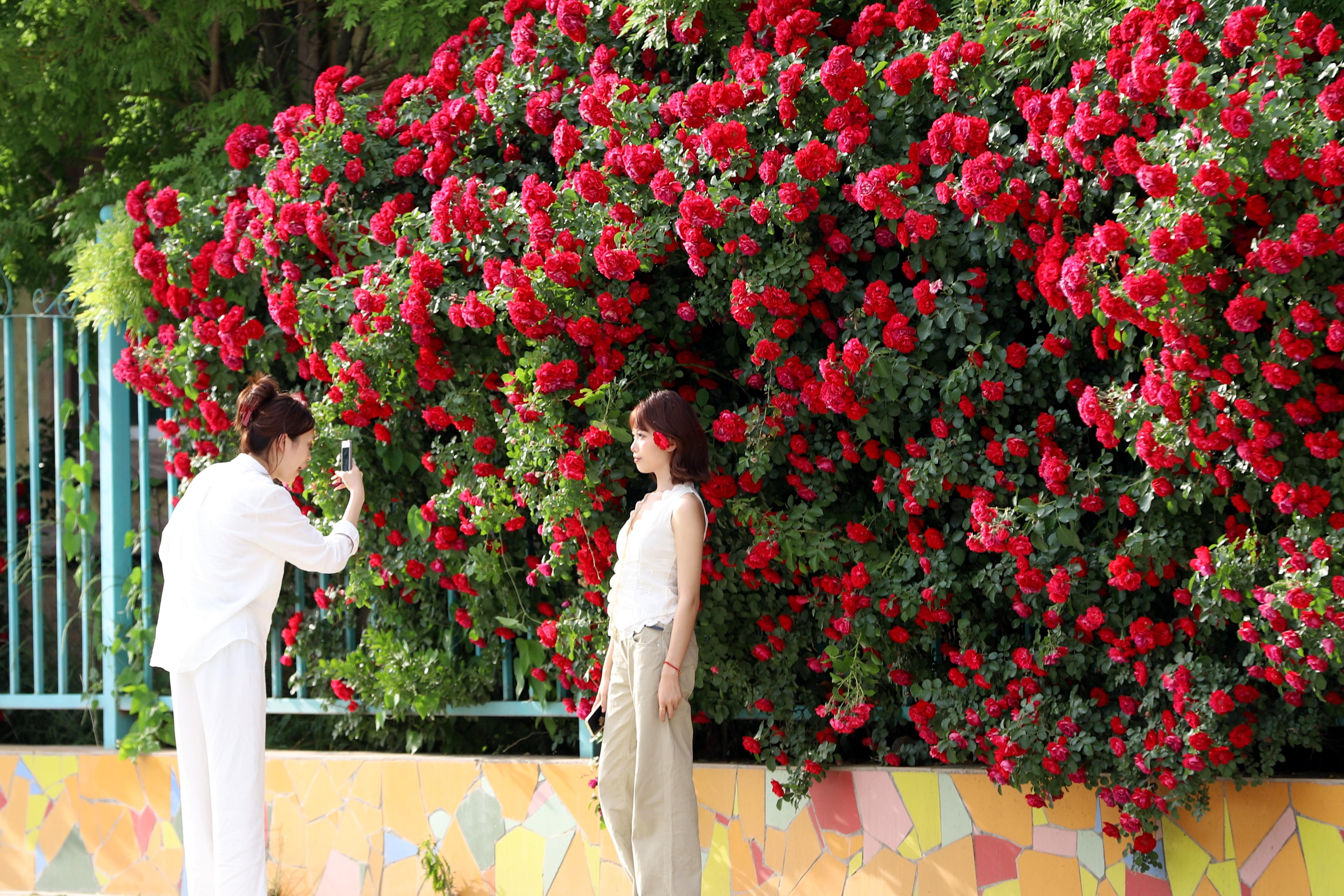 河北衡水：花墙绽芳华 初夏添新景