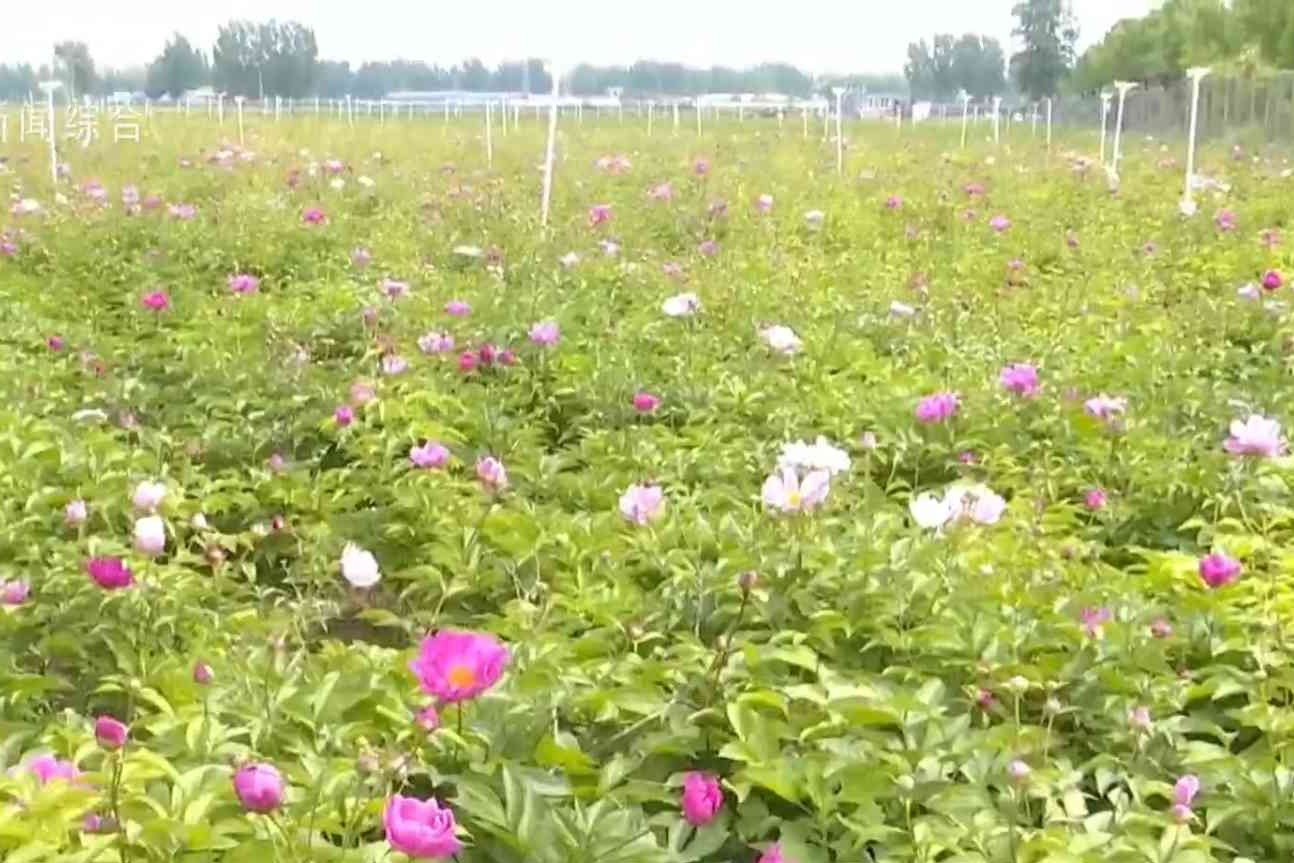 故城县：以花为媒兴产业 芍药飘香富农家