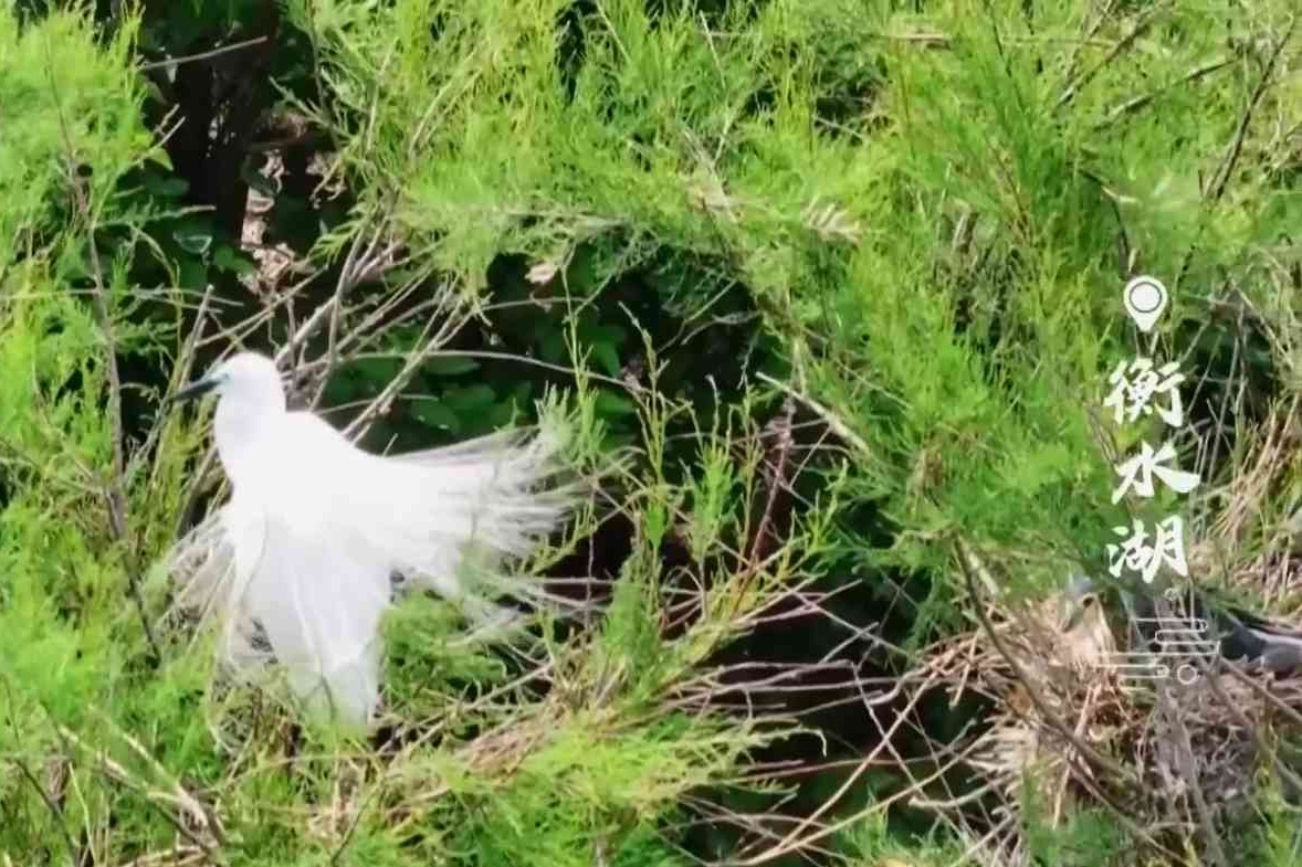 打卡衡水湖，看满目青绿，飞鸟翩跹