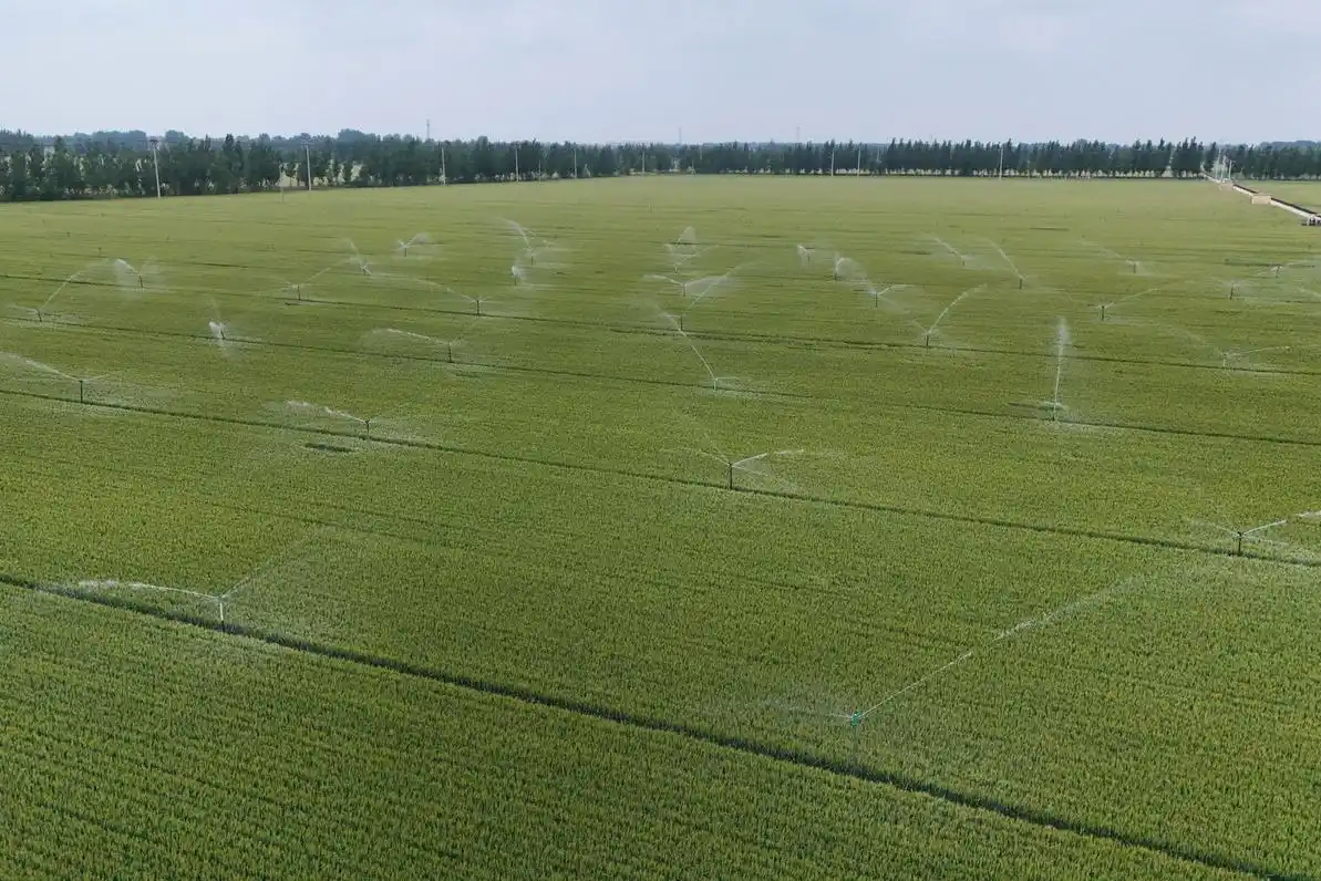 衡水市农业专家提出雨后小麦管理建议：排水防病增粒重 适时抢收保丰收