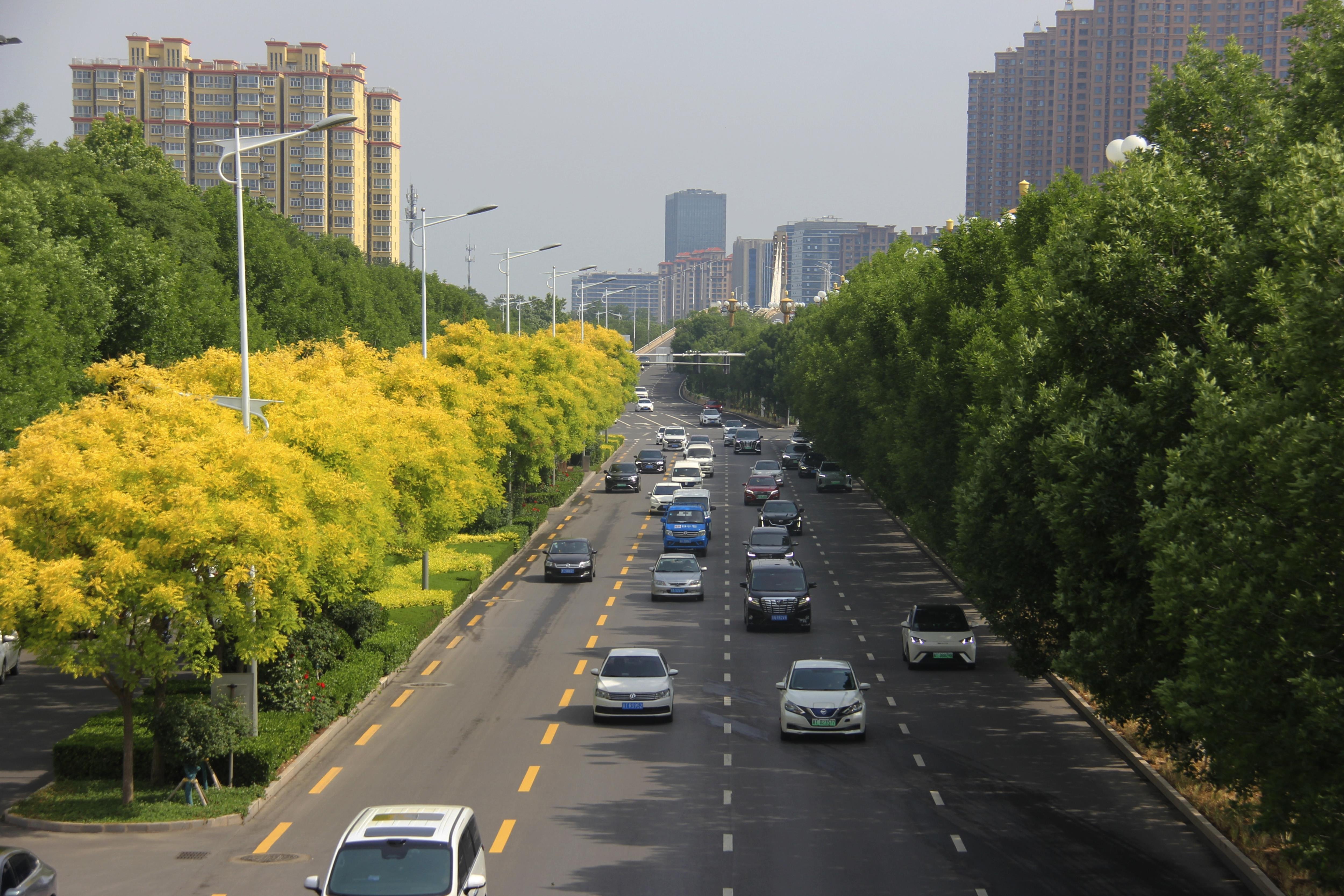 一路繁花，满城皆景 ——衡水绿化带“颜值”这样炼成