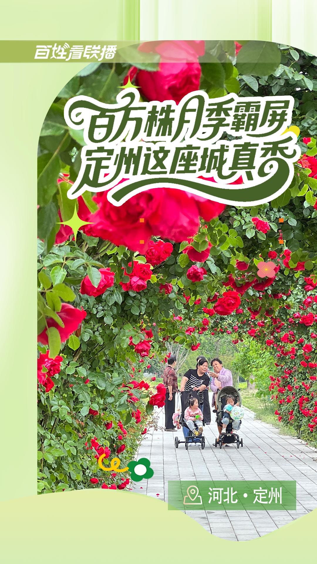 百姓看联播丨百万株月季霸屏！定州这座城真香