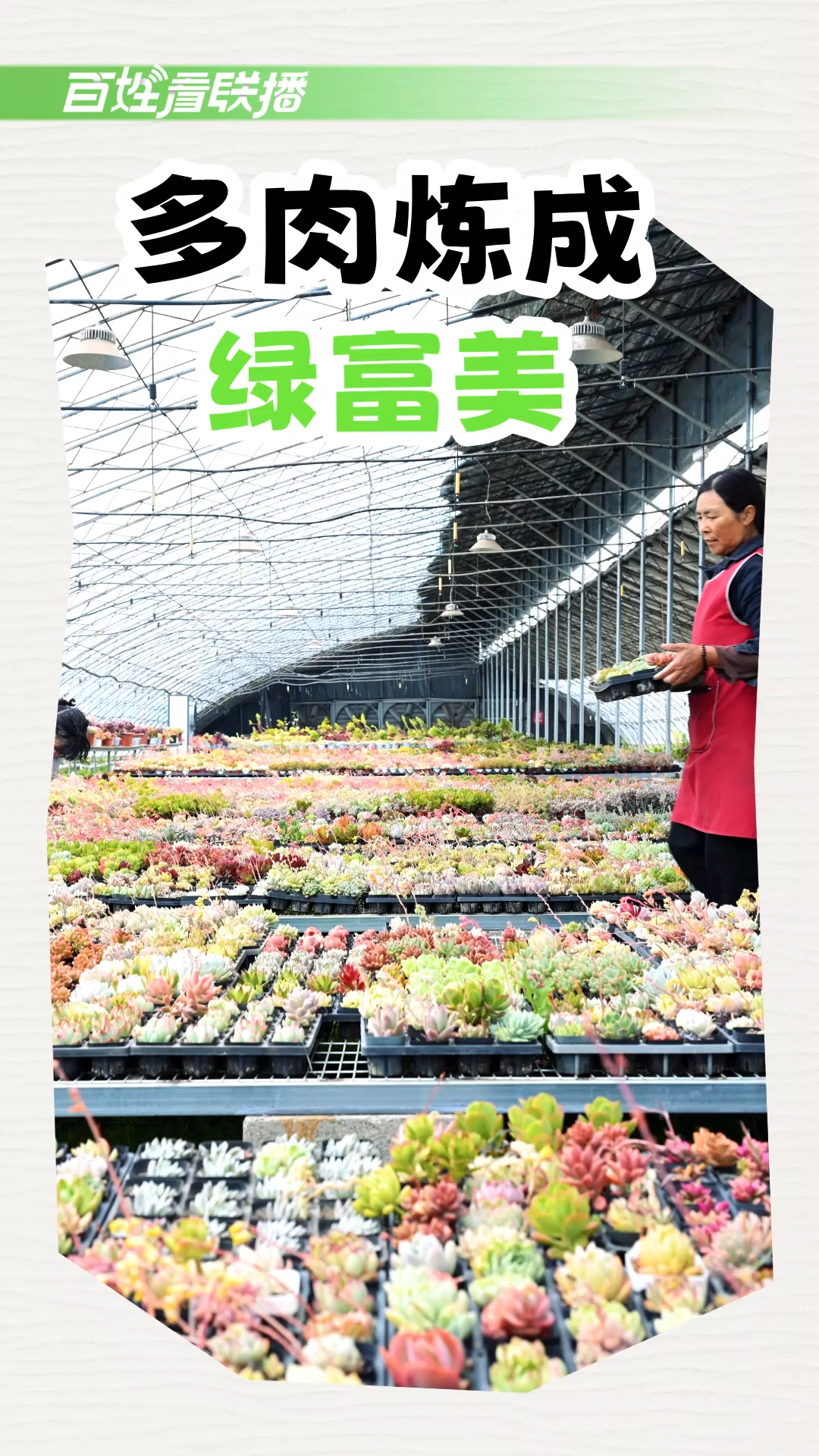 百姓看联播 | 多肉炼成“绿富美”