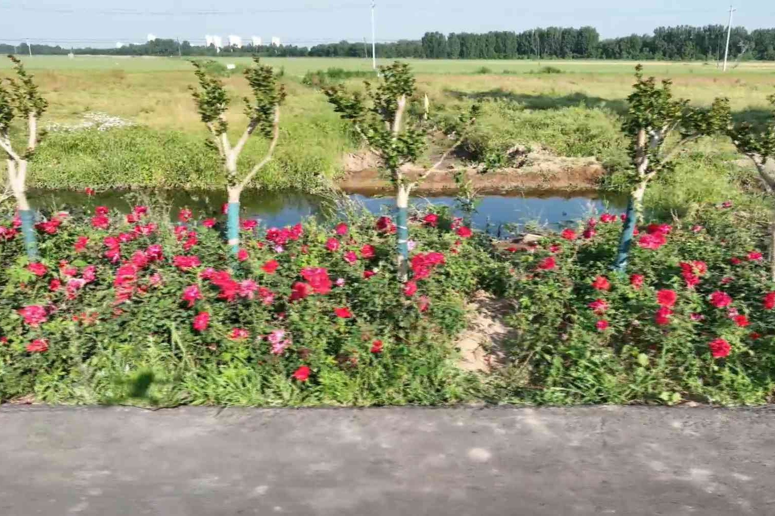 滨湖新区主干道迎来最美赏花季