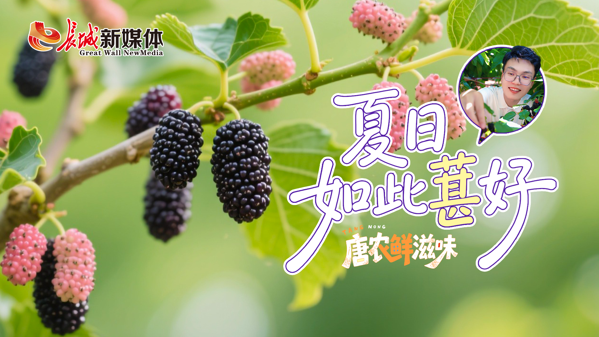 唐农鲜滋味丨夏日如此“葚”好