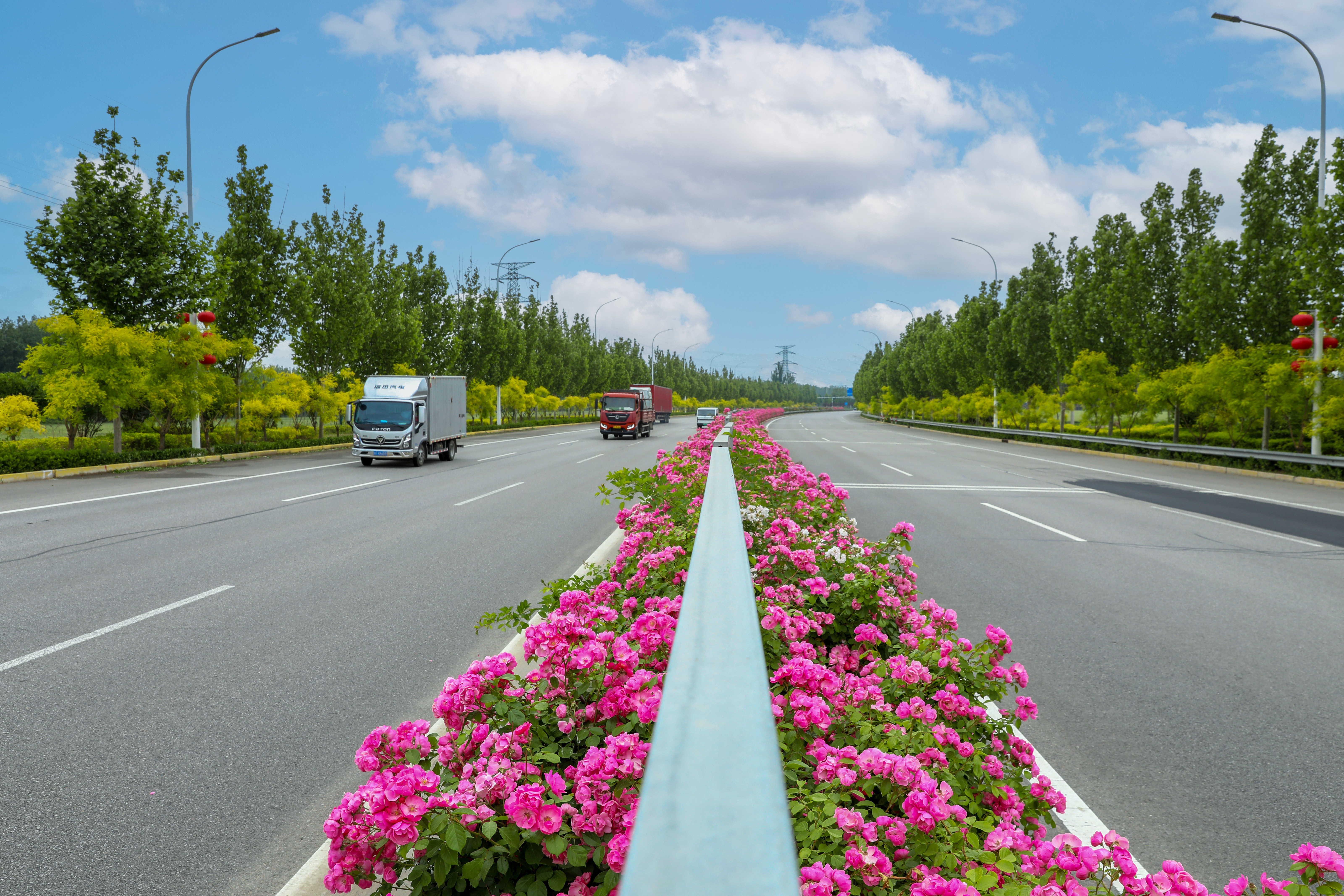 大厂：月季花开扮靓街巷