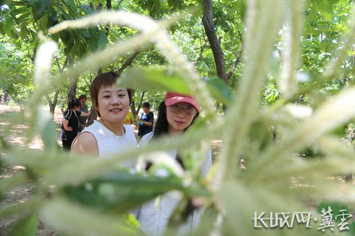 唐山迁安：构建融合发展格局 让板栗成为富民强市的“金名片”
