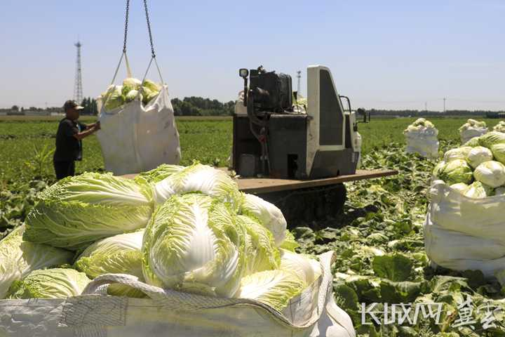 唐山丰南：芒种时节农事忙