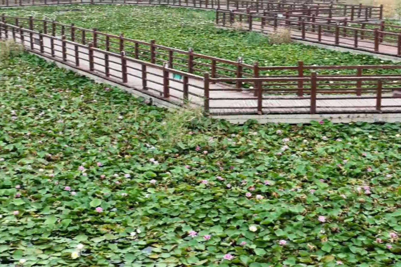 睡莲盛开！衡水湖荷花园美成了“莫奈花园”