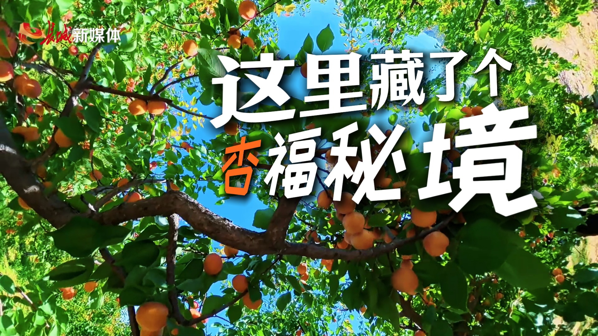 走在乡间小路上丨这里藏了个“杏”福秘境