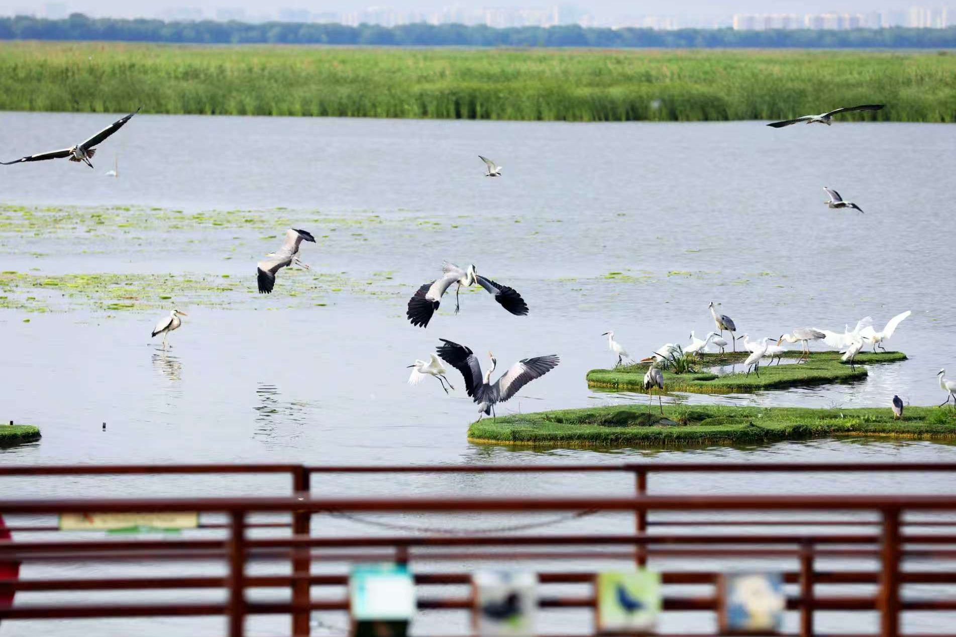 衡水湖生态持续向好 水清鸟聚引八方来客