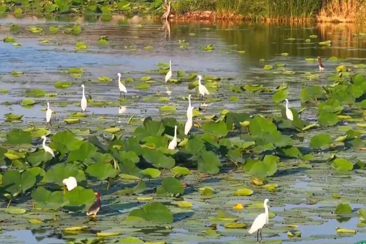 衡水湖鸟儿的夏日派对！荷叶当舞台，鹭鸟跳“水上芭蕾”