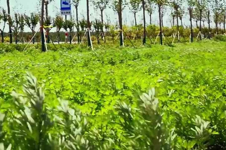 衡水桃城区：艾草绘就乡村振兴新画卷
