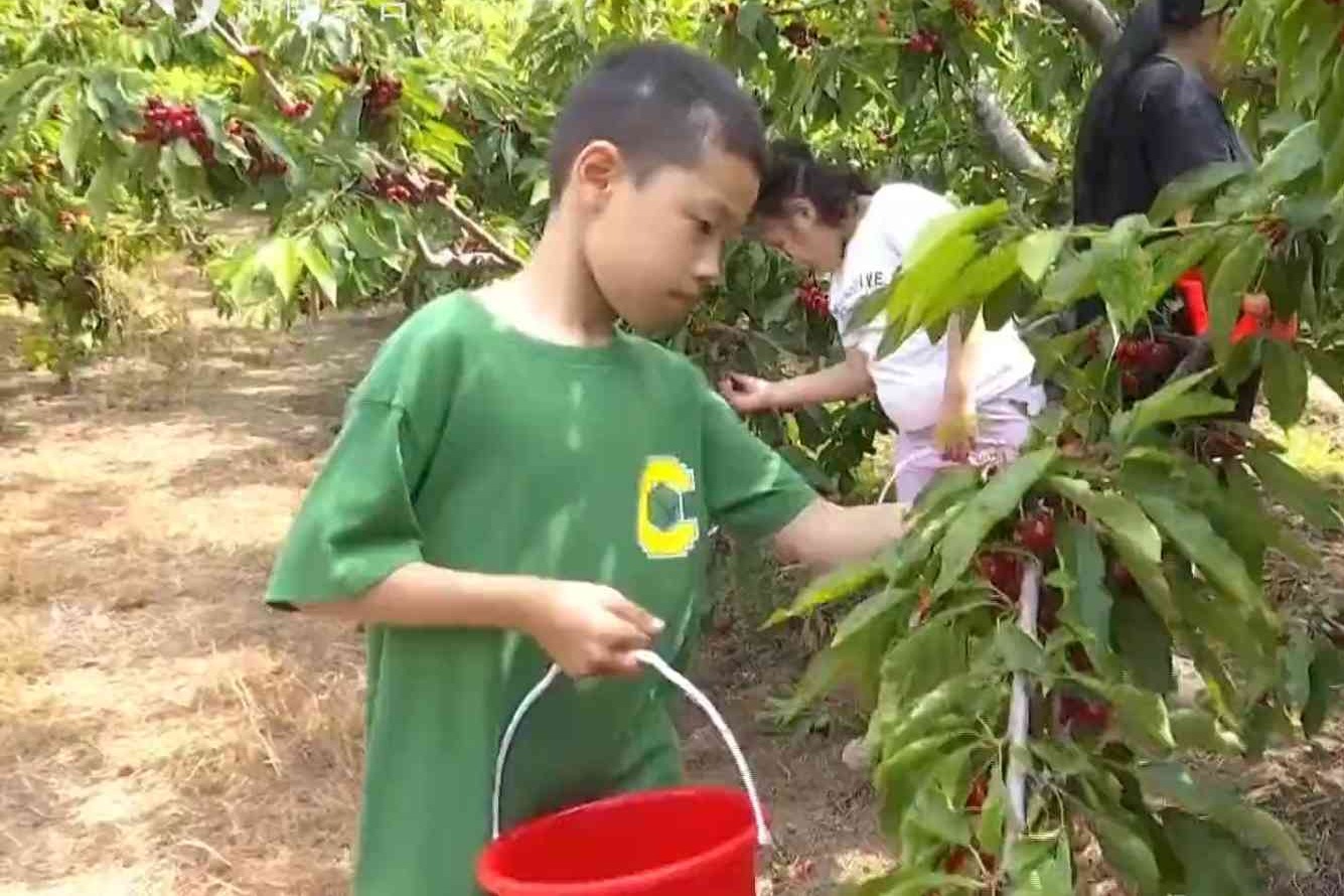 鲜果飘香迎丰收 农旅融合促振兴