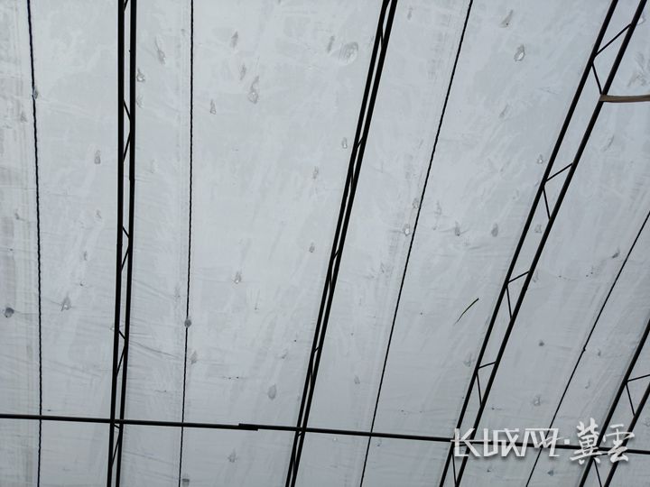莓丽庄园的大棚棚膜被冰雹砸穿。受访个人 供图_副本