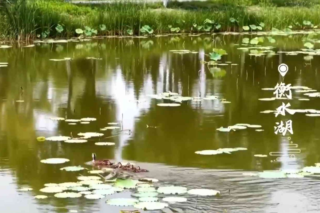 超萌！衡水湖鸭妈带队，小鸭排排齐游水