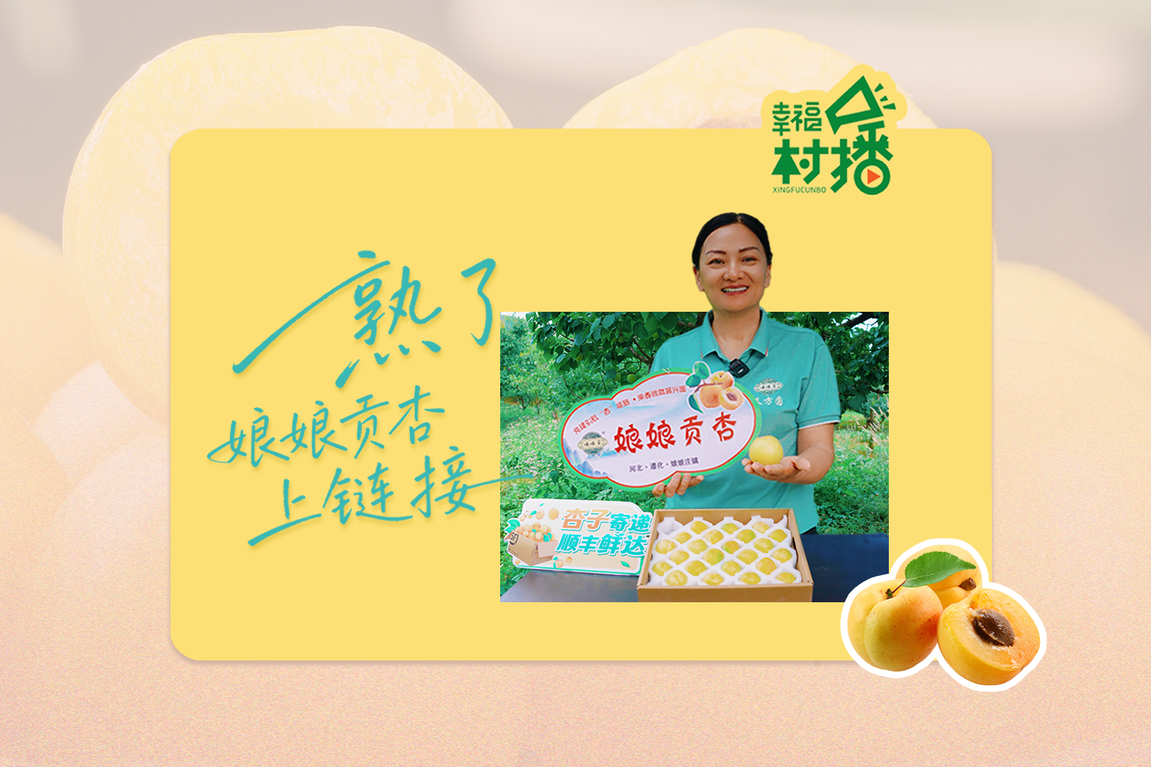 幸福生活开村播丨熟了！“娘娘贡杏”上链接