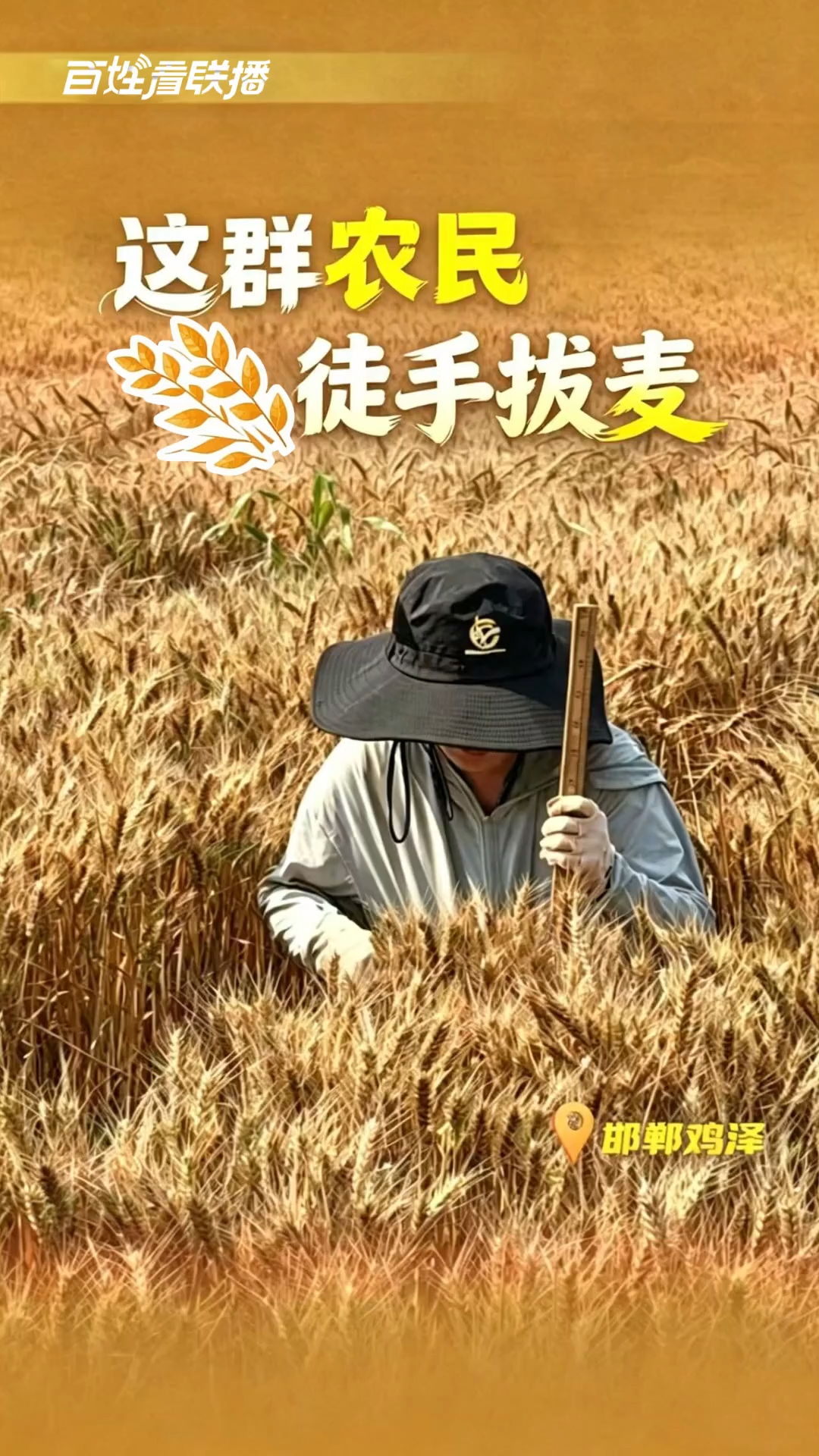 百姓看联播 | 这群“农民”徒手拔麦