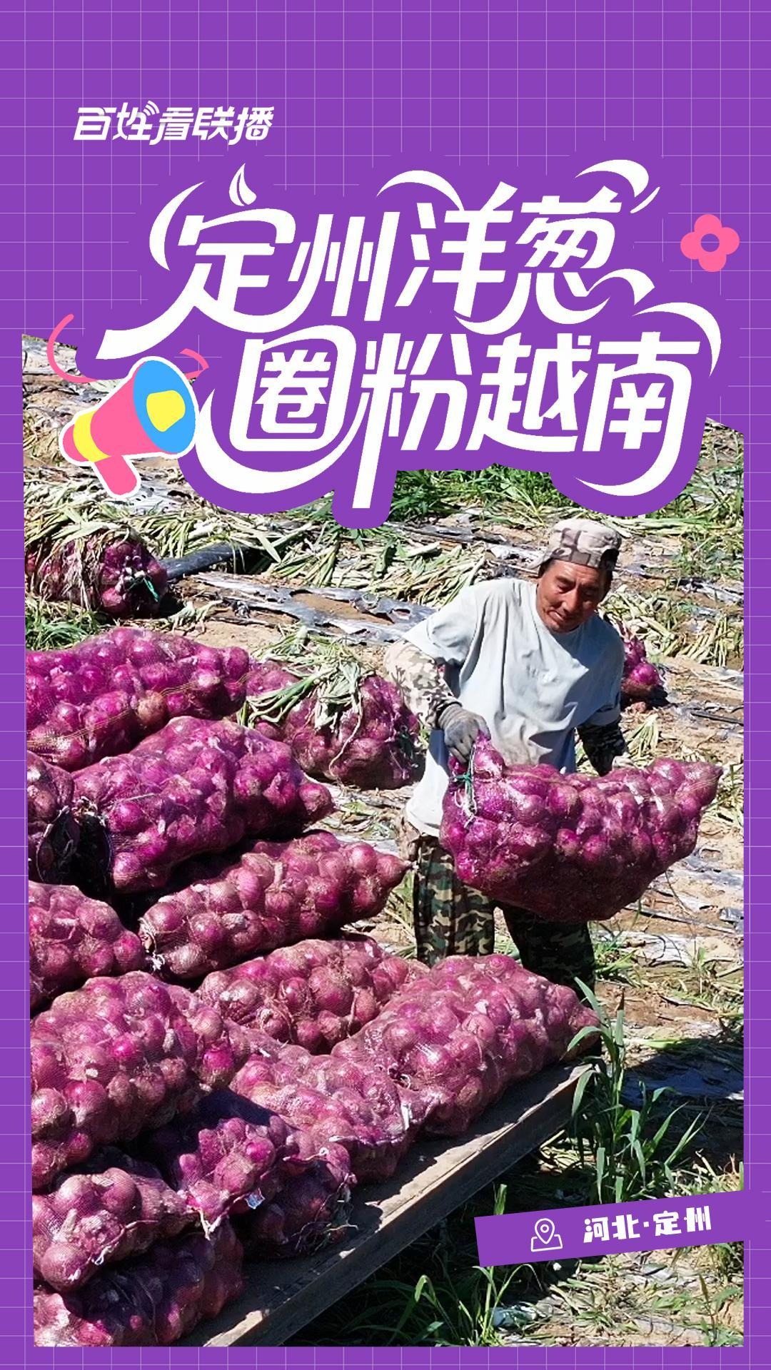 百姓看联播丨定州洋葱 圈粉越南
