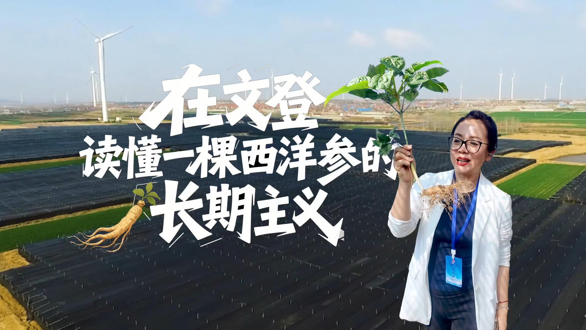 在文登，读懂一棵西洋参的“长期主义”