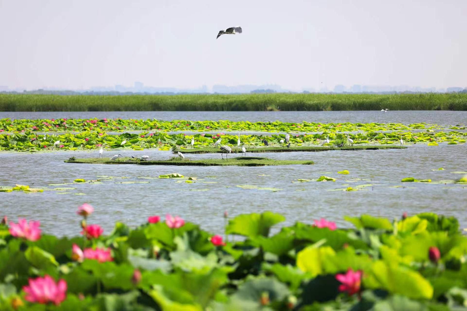 荷风满湖韵国风！衡水湖樱花岛美景引客纷至