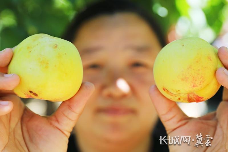 张家口市桥东区：香白杏 大如桃