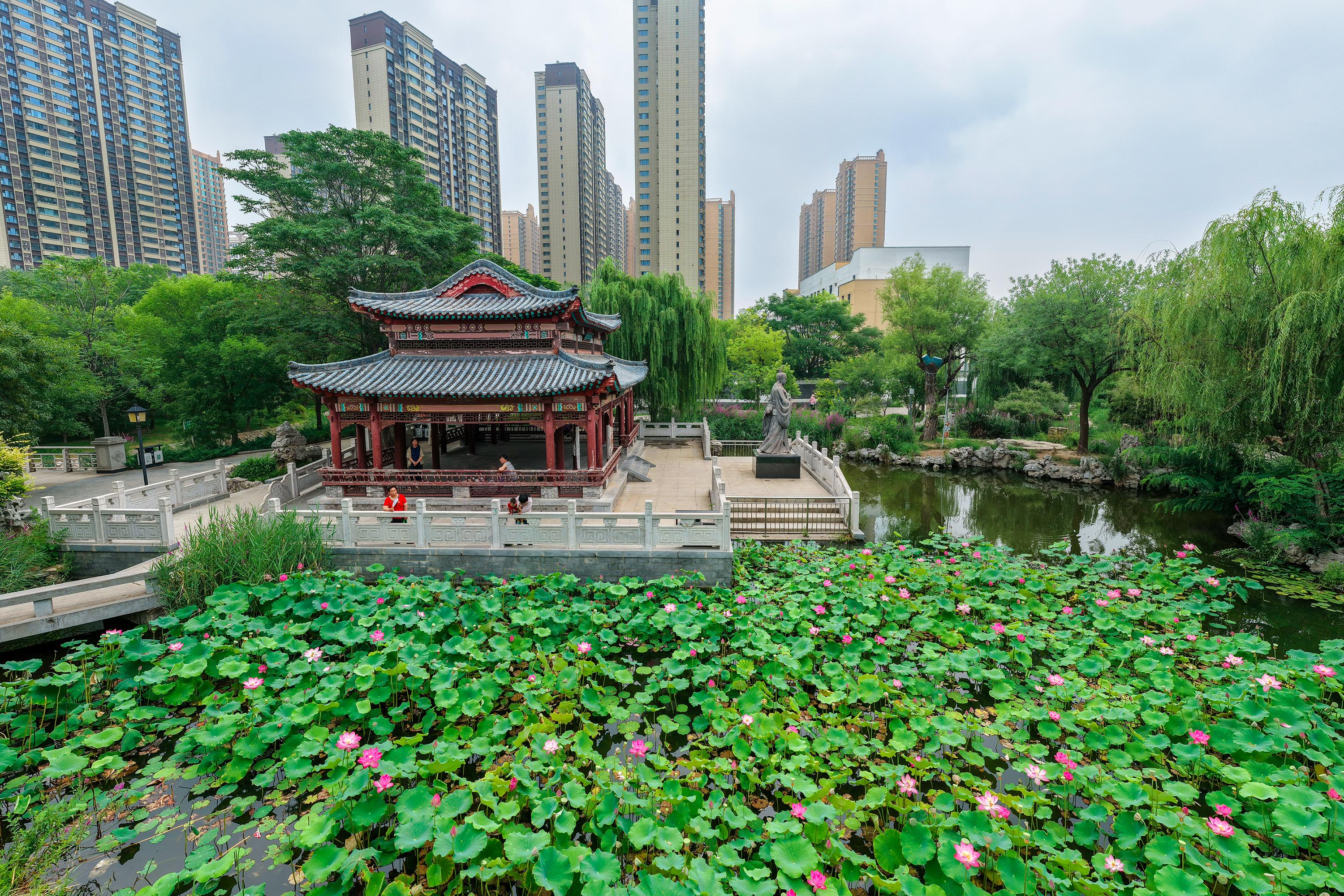 河北衡水：人民公园荷风至，满城盛夏赴清欢