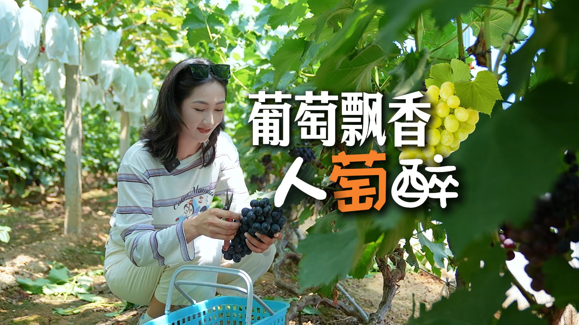 葡萄飘香人“萄”醉