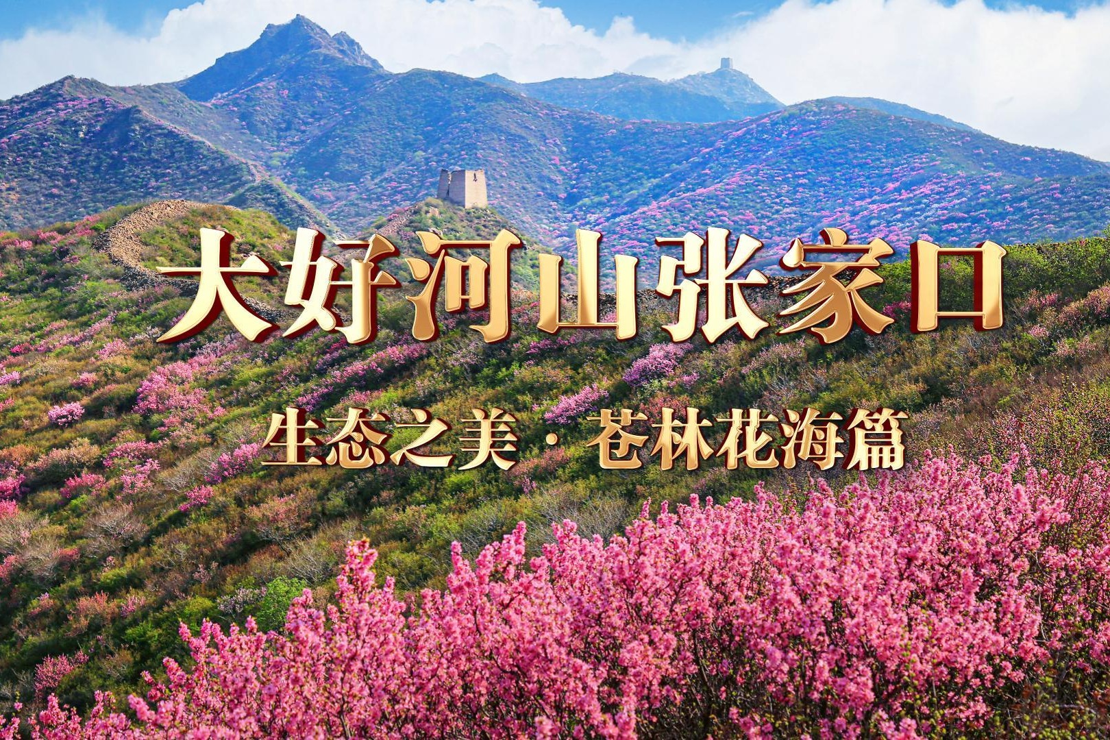 苍林铺卷花海成章 镜头绘就张家口山河盛景