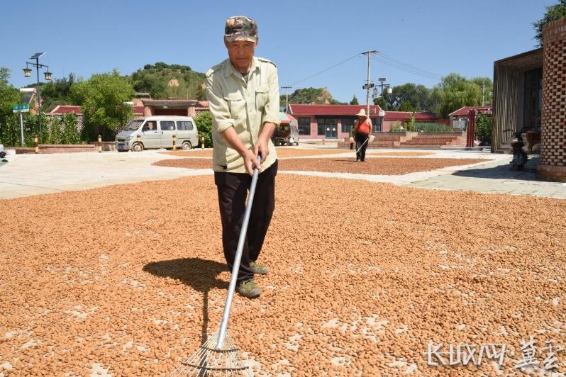 张家口市下花园区：杏扁成为富民“幸福果”