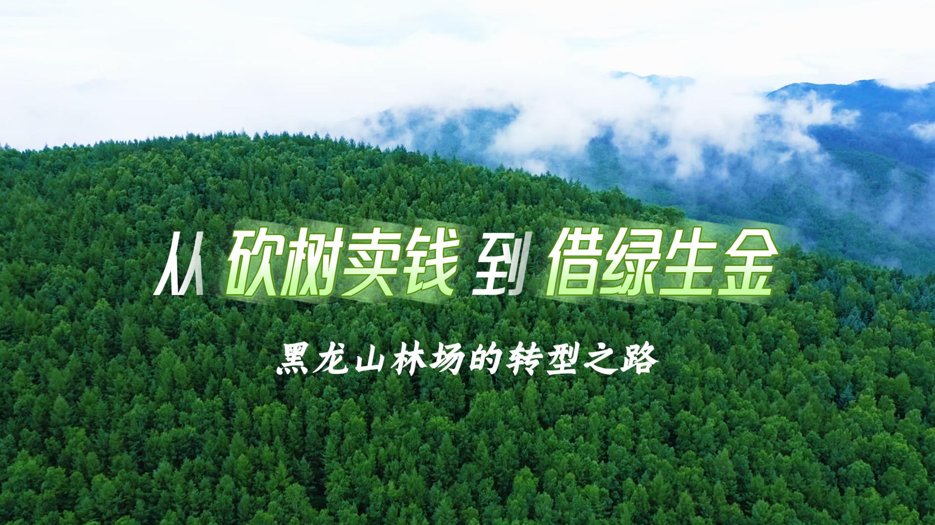 改革“林”距离 |从“砍树卖钱”到“借绿生金”——黑龙山林场的转型之路