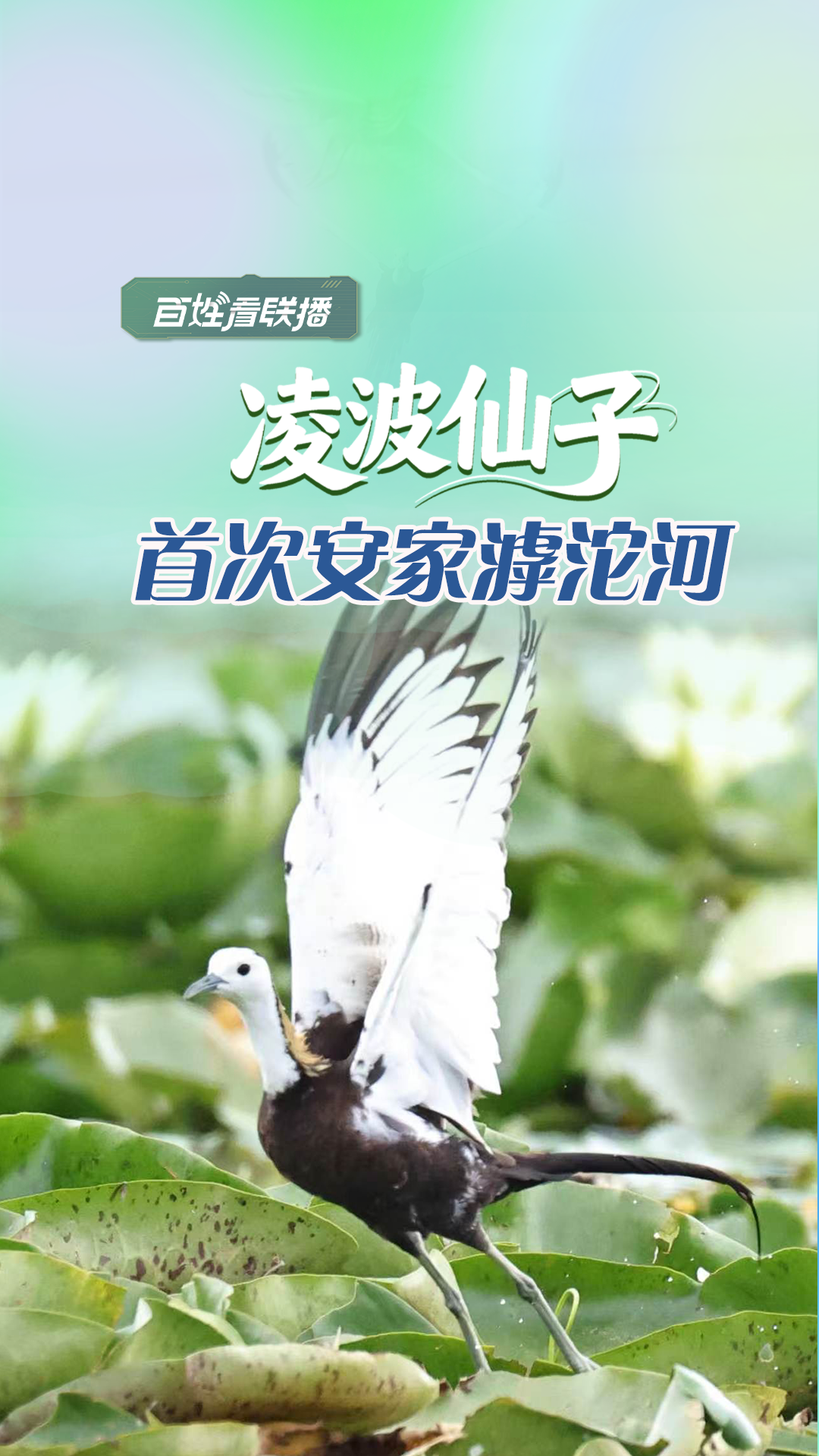 百姓看联播 | “凌波仙子”首次安家滹沱河