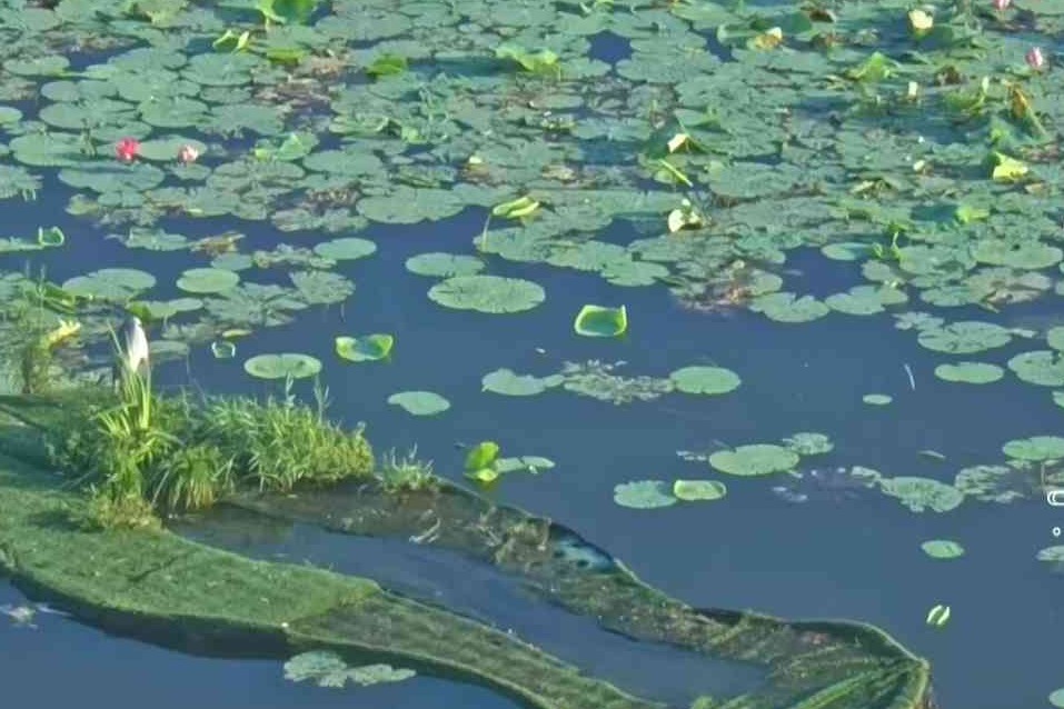 衡水湖晴光铺染千泓水，翠色环围一镜湖