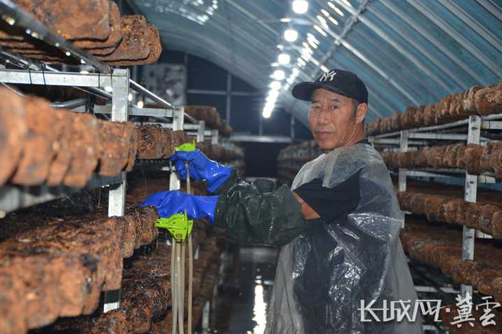 唐山迁西：小香菇拓宽共富路 特色产业赋能乡村振兴